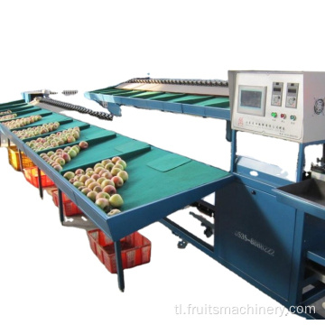 Kamatis at grading at packaging machine